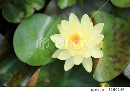スイレンの花 32601464