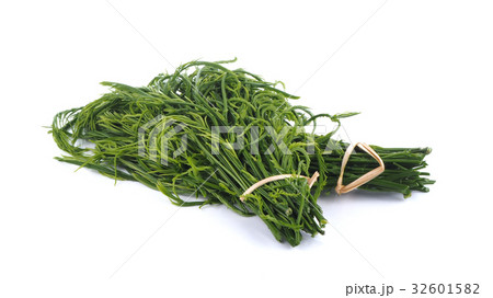 Climbing Wattle on white background Climbing Wattle on white background 32601582