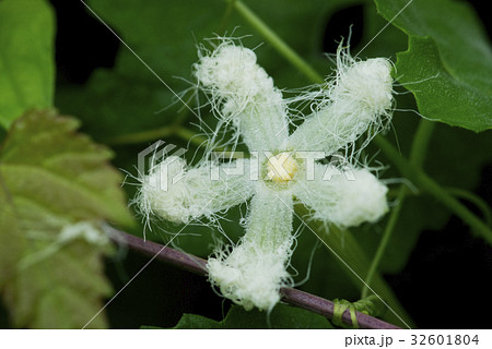 ツタの白い花の写真素材