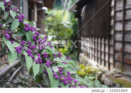 京都の植物　紫 32601864