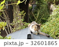 屋根に佇むねこ 32601865
