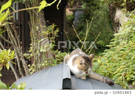 屋根に佇むねこ 32601865