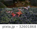 自然に落ちた紅葉 32601868