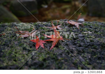自然に落ちた紅葉 自然に落ちた紅葉 32601868