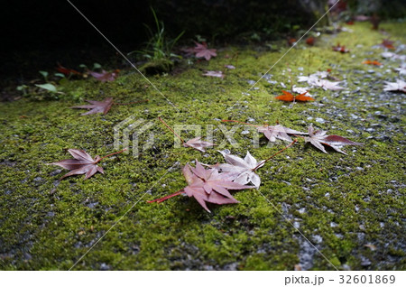 道に落ちた紅葉 32601869
