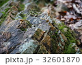 岩の凹凸 32601870