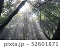 森の中に注ぐ光 32601871