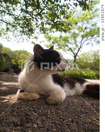 木陰で休む猫 木陰で休む猫 32601874