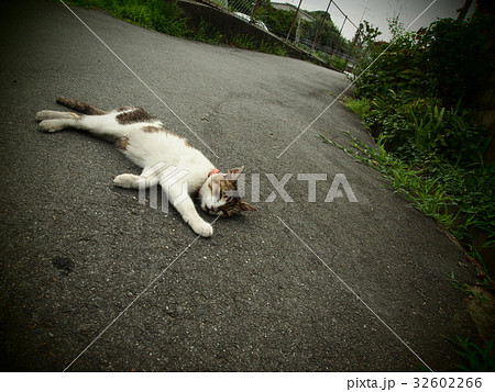 寝そべる猫の写真素材