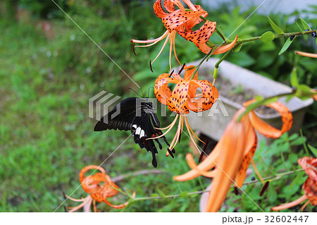 オニユリの花の蜜を吸うモンキアゲハ オニユリの花の蜜を吸うモンキアゲハ 32602447