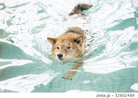 泳ぐ柴犬の写真素材