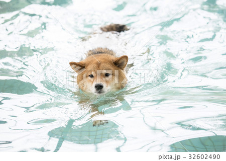 泳ぐ柴犬の写真素材