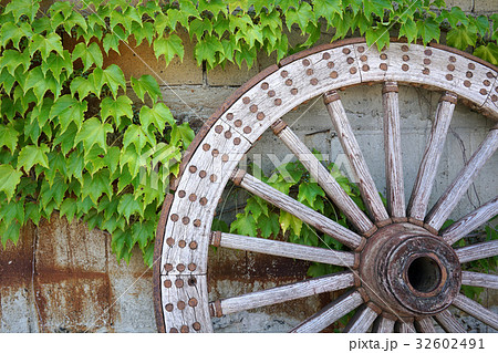 車輪とツタの葉 32602491