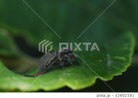 生き物　蜘蛛　ヤマジハエトリ、メスです。オスより明るい色合いのまだら模様で目立ちにくい感じです 32602581