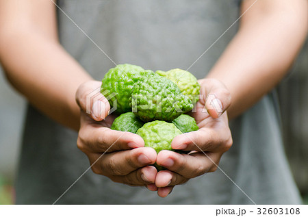 Bergamot fruit holding by hand.Thai herbal plant 32603108
