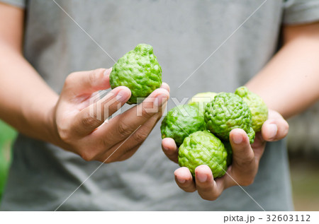Bergamot fruit holding by hand.Thai herbal plant 32603112