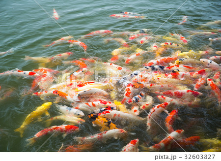 Koi fish in pond in the garden 32603827