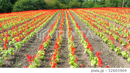 Red Salvia farm Red Salvia farm 32603904