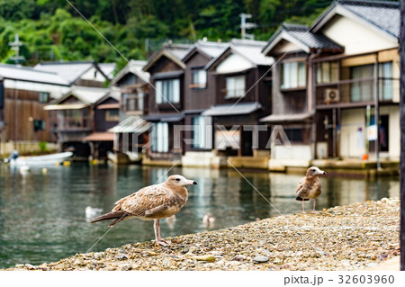 Ine-cho in Kyoto and seagull 32603960