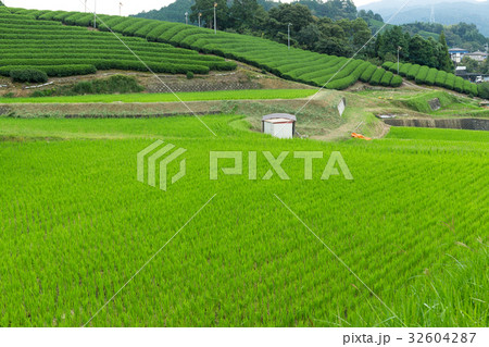 Rice field and tea farm 32604287