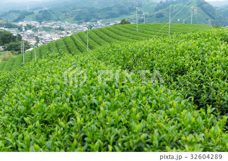 Tea plantation Cameron 32604289