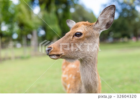 Close up of deer 32604320