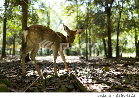 Cute deer in the park 32604322