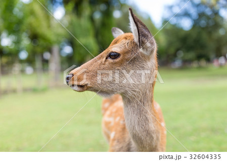 Cute Wild deer 32604335