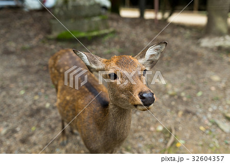 Cute deer 32604357