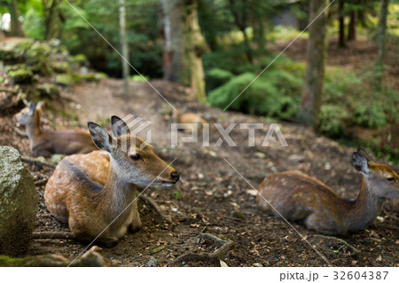 Young deer taking rest at the park 32604387