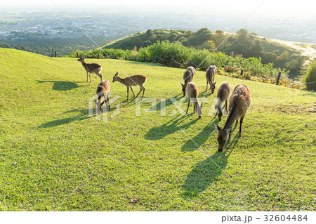 Many deer eating grass 32604484