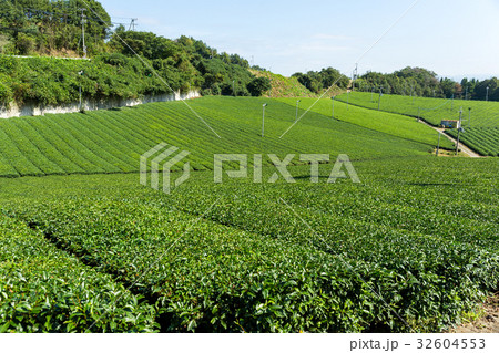 Fresh Green tea farm Fresh Green tea farm 32604553