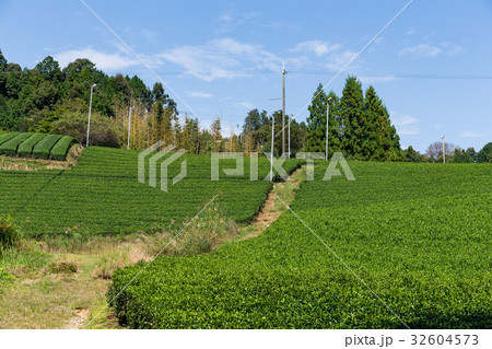 Green Tea field Green Tea field 32604573