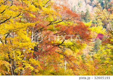 Forest in Autumn 32605193