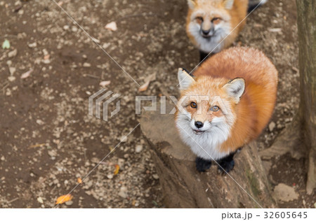 Fox want food 32605645