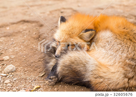 Red fox fall asleep 32605676