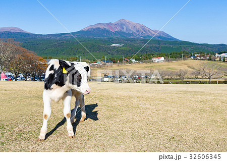 Cow farm 32606345