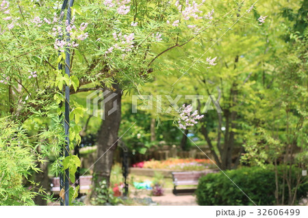 セイヨウニンジンボクの花 32606499