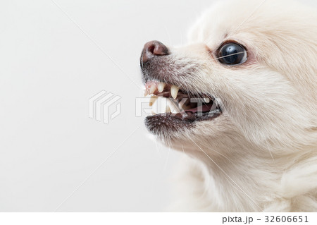 Pomeranian barking 32606651