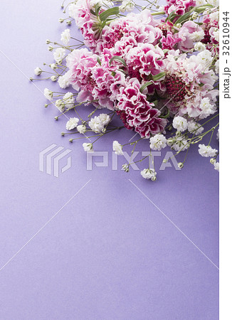 マツムシソウ 32610944