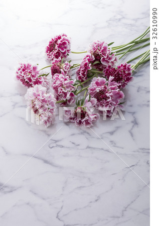 マツムシソウ マツムシソウ 32610990