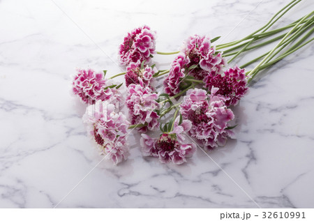 マツムシソウ 32610991