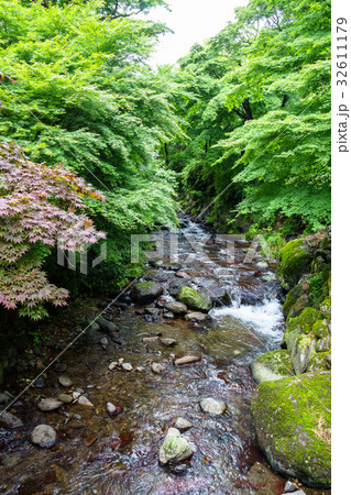 雨上がりの熱海梅園初川清流 雨上がりの熱海梅園初川清流 32611179