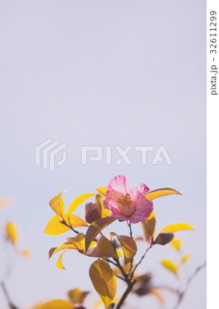 淡い椿 淡い椿 32611299