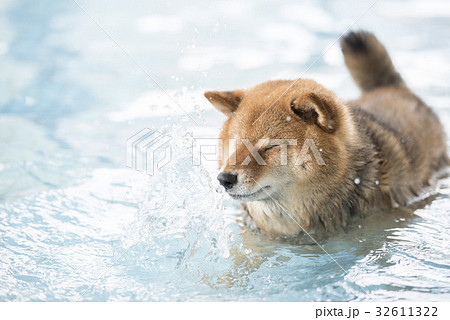 プールの柴犬 水しぶき の写真素材