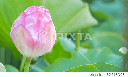 蓮の葉 蓮の葉 32613303