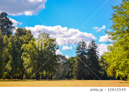 Bright Field meadow trees pine trees sky clouds Bright Field meadow trees pine trees sky clouds 32613549