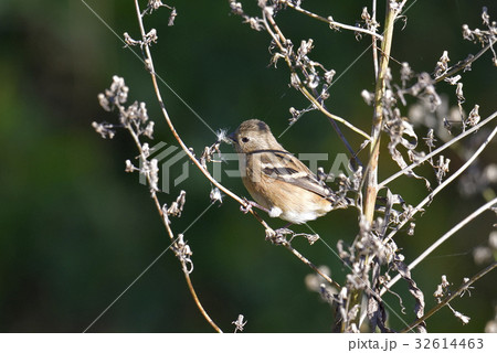 ベニマシコ 32614463