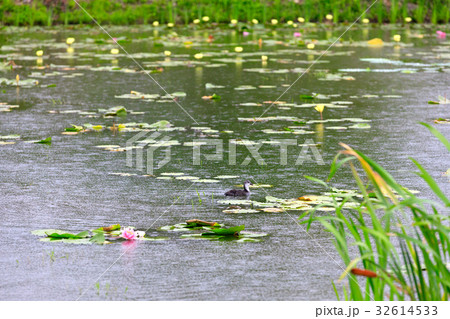 アヒル 修練 凧花畑 32614533