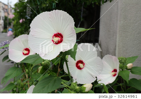 花壇の花「酔芙蓉:スイフヨウ」大阪府枚方市 花壇の花「酔芙蓉:スイフヨウ」大阪府枚方市 32614961